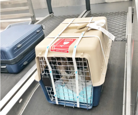 七台河宠物托运 宠物托运公司 机场宠物托运 宠物空运